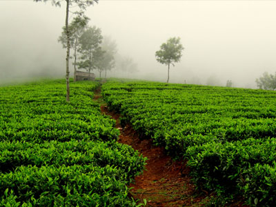 palampur tea garden